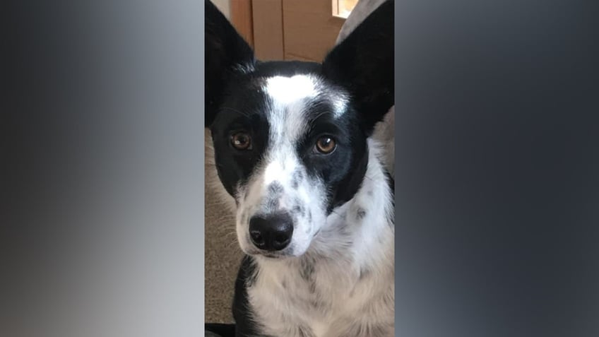 fishing hook becomes lodged in hungry dogs throat real challenge said veterinary surgeon