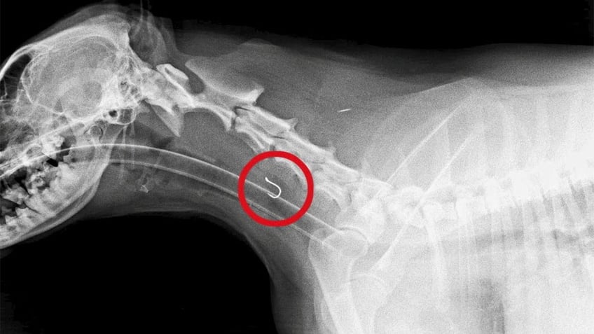 fishing hook becomes lodged in hungry dogs throat real challenge said veterinary surgeon