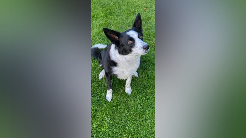 fishing hook becomes lodged in hungry dogs throat real challenge said veterinary surgeon