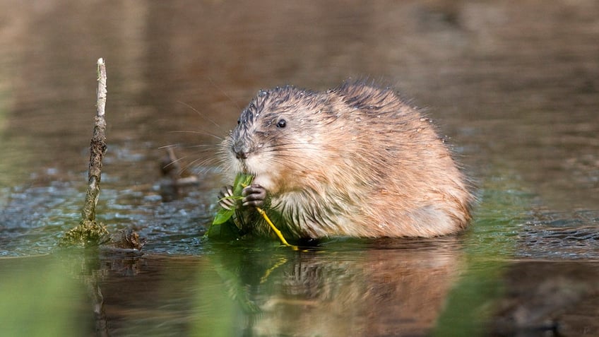 muskrat eating food