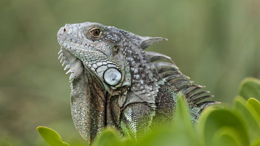 iguana