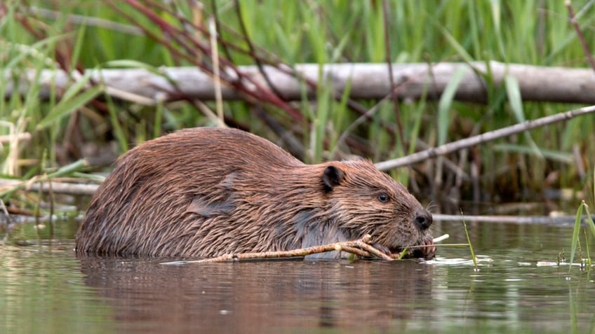 Beaver eats leaves on Bear Creek Colorado