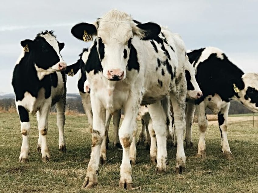 Livestock farmers in Denmark have been warned the farts from their cows, sheep, and pigs w