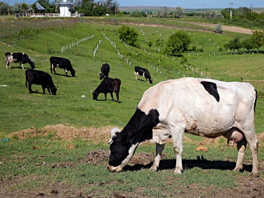 flatulent cows sheep and pigs face worlds first carbon tax in denmark