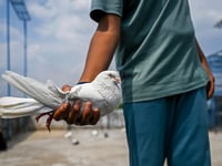 Flight club: Pinching pigeons on the India-Pakistan border