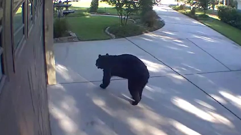 florida 3 legged bear invades screened in patio of home raids refrigerator drinks white claw hard seltzers