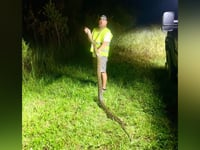 Florida annual python challenge removes nearly 200 invasive snakes from state