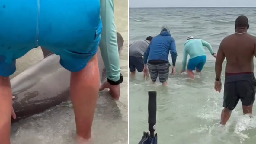 Split image of man in water with shark and men releasing shark