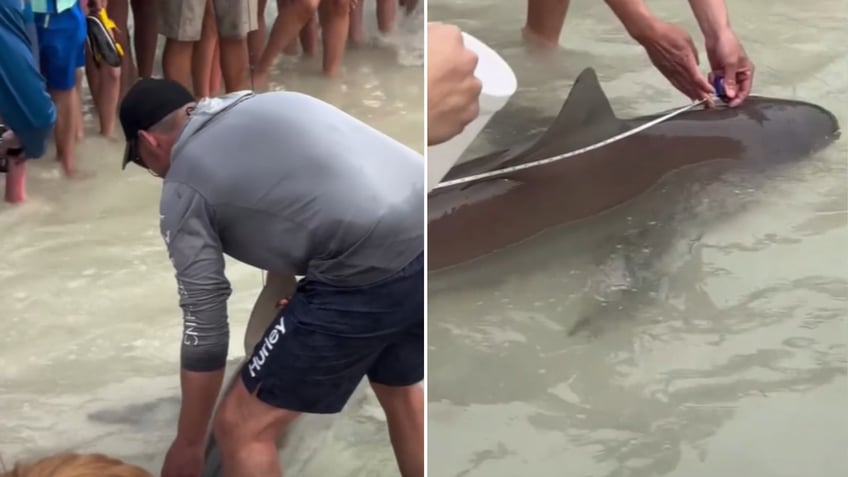 Split image of man wrangling and measuring shark