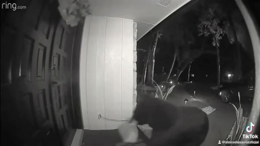 florida bear caught on camera stealing food delivery order off familys porch