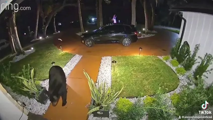 florida bear caught on camera stealing food delivery order off familys porch