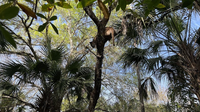 Panther in a tree