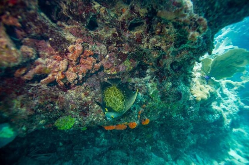 When the water is too warm, coral expel their algae and turn white, an effect called "blea