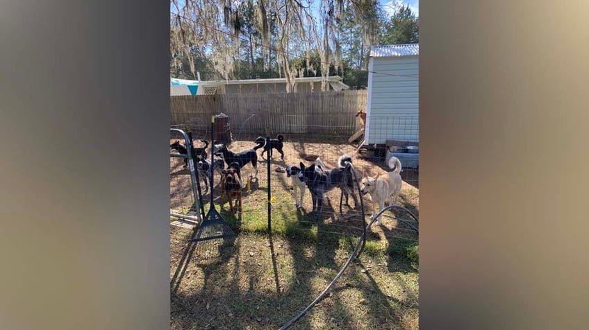 florida couple arrested for alleged animal abuse after over 100 animals rescued authorities