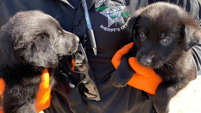 florida couple arrested for alleged animal abuse after over 100 animals rescued authorities