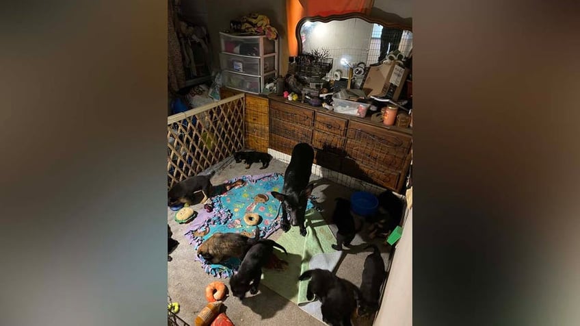 florida couple arrested for alleged animal abuse after over 100 animals rescued authorities