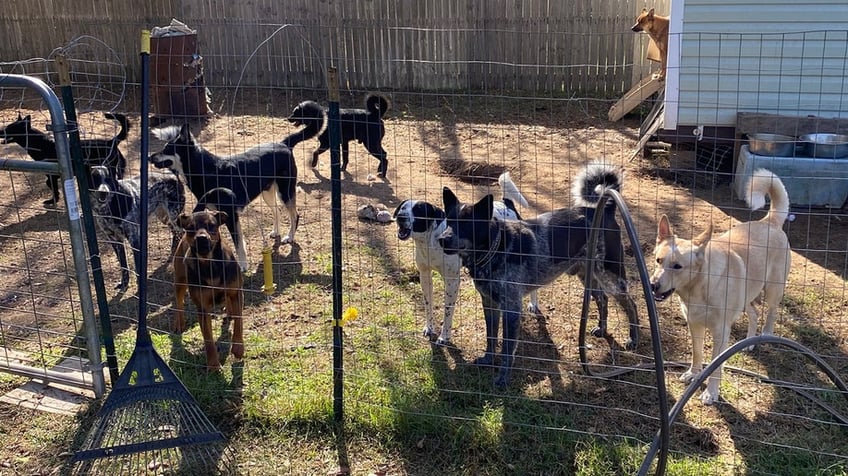 florida couple arrested for alleged animal abuse after over 100 animals rescued authorities