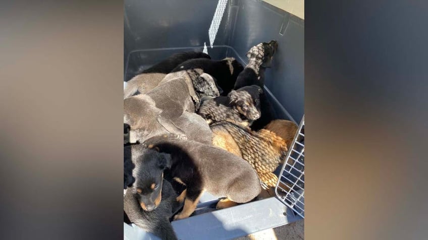 florida couple arrested for alleged animal abuse after over 100 animals rescued authorities