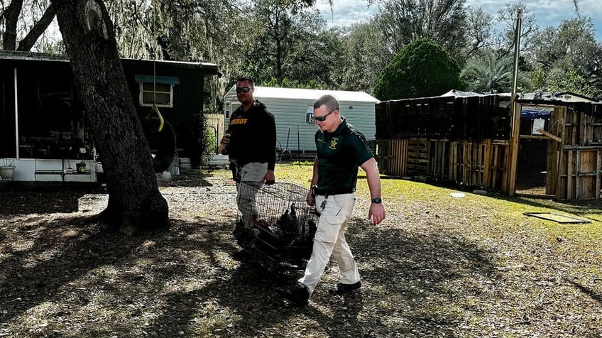 florida couple arrested for alleged animal abuse after over 100 animals rescued authorities