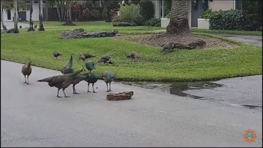 peafowl investigating snake