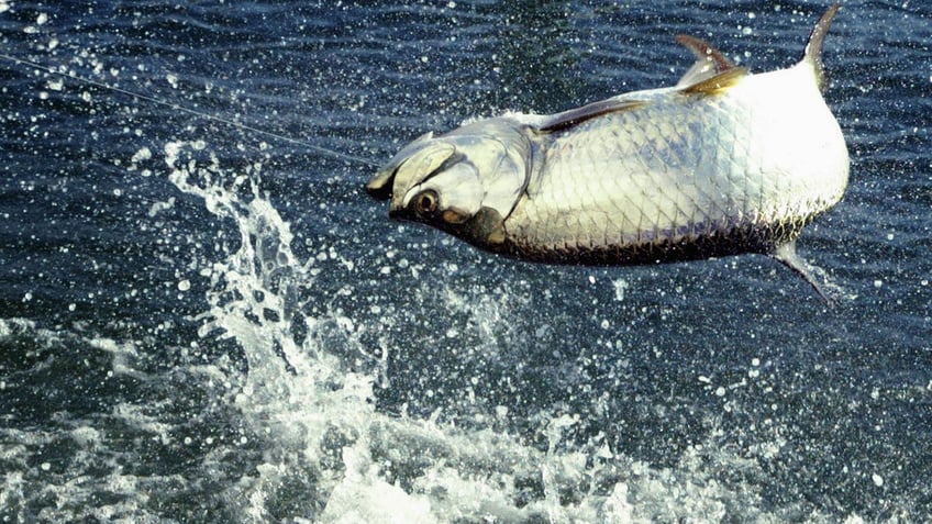 tarpon being reeled in