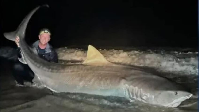 Owen Prior holding 12-foot tiger shark