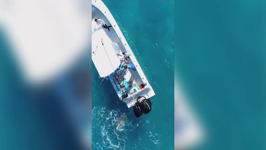 florida fishing boat seen shaking like an earthquake as underwater predator pounces