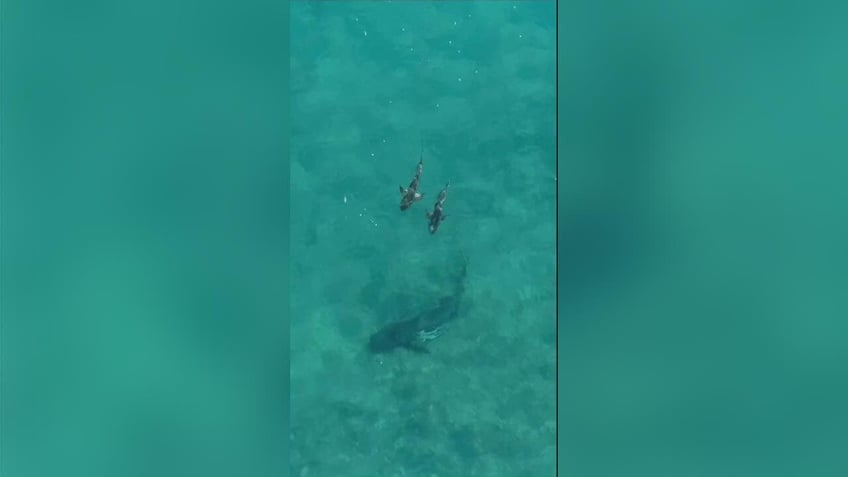 florida fishing boat seen shaking like an earthquake as underwater predator pounces