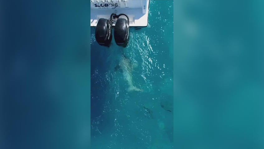 florida fishing boat seen shaking like an earthquake as underwater predator pounces