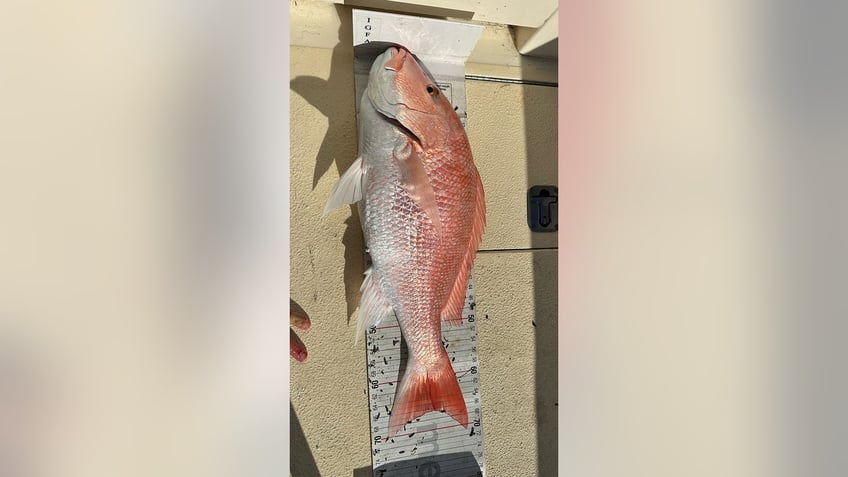 red snapper record fish Julia Bernstein