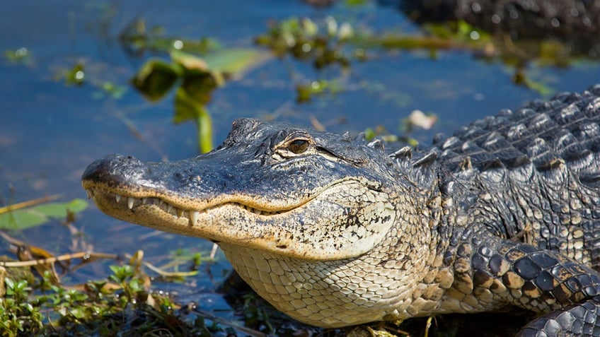 Alligator - Smiley