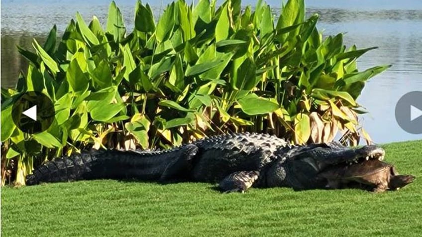 alligator bites turtle shell