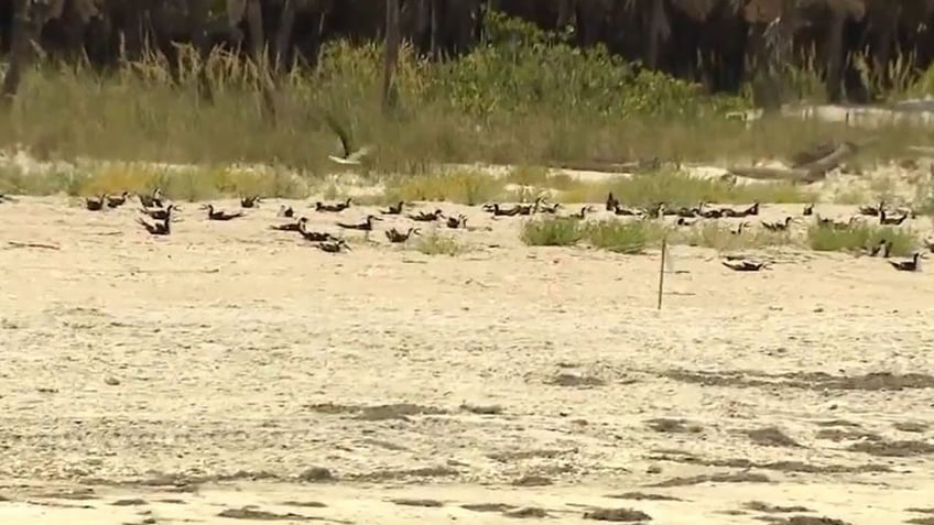 Birds at Egmont Key State Park