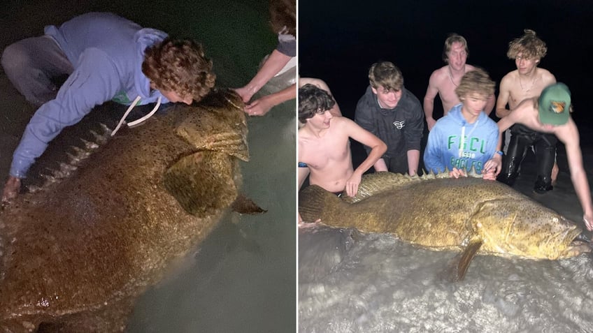 Goliath Grouper catch