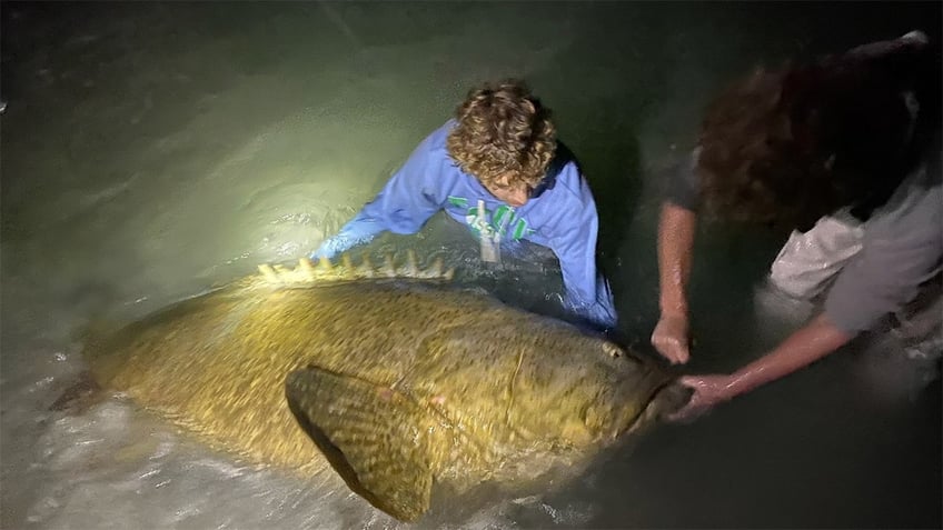 Goliath Grouper catch