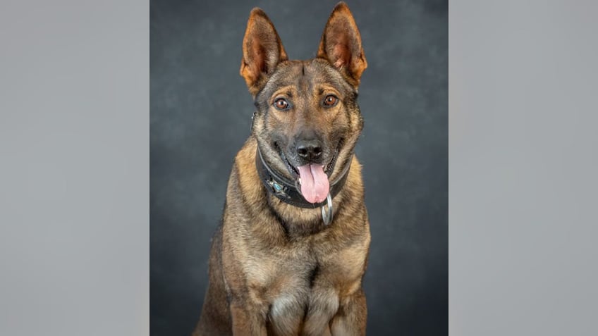 K-9 Leo