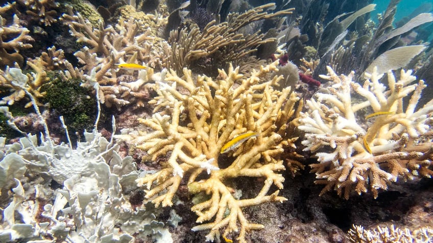 florida keys coral reefs under threat as record high water temperatures trigger early bleaching