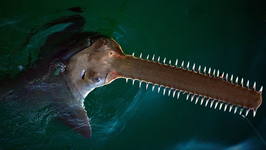 Sawfish in water