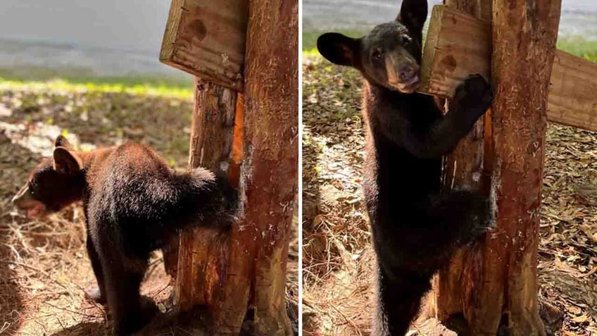 bear cub stuck in tree crook