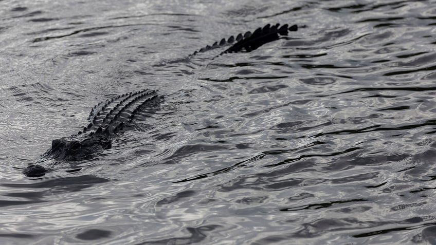 florida man bitten by 75 foot alligator while snorkeling in water designated for swimming use caution