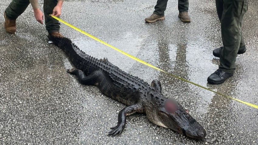 florida man bitten by 75 foot alligator while snorkeling in water designated for swimming use caution