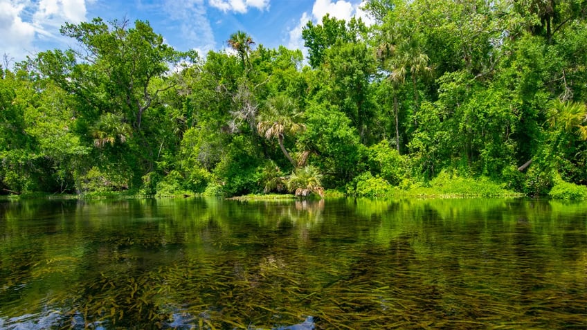 florida man bitten by 75 foot alligator while snorkeling in water designated for swimming use caution