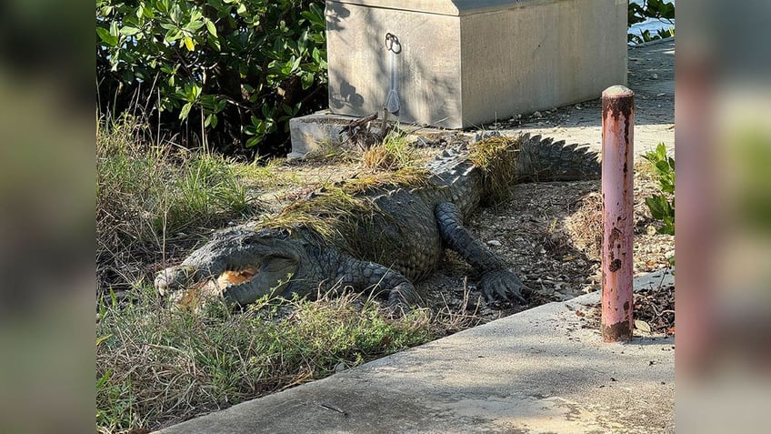 Crocodile with open mouth