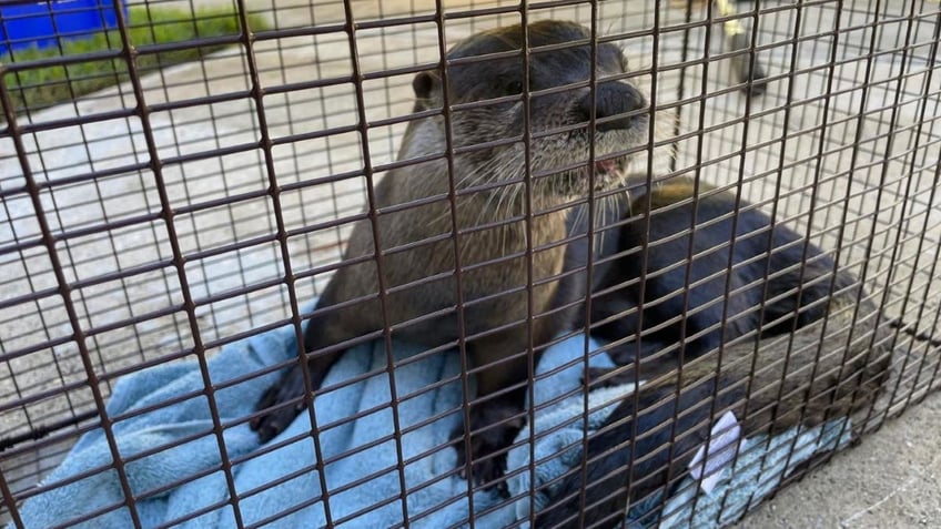 florida man gets bitten by rabies infested otter while feeding ducks officials