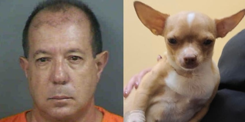 florida man posed as veterinarian and performed deadly surgery on pregnant chihuahua named sugar cops say