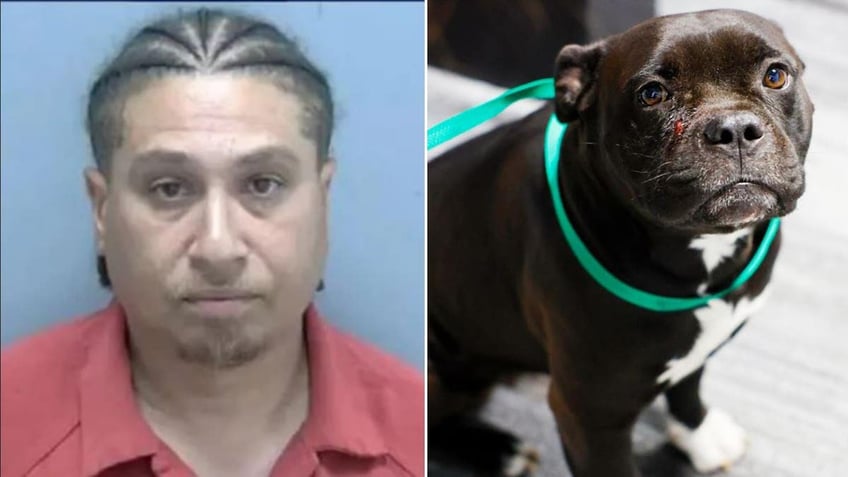 Split of suspect and Louie the dog