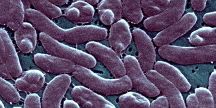 florida officials report five deaths from flesh eating bacteria in tampa bay since january