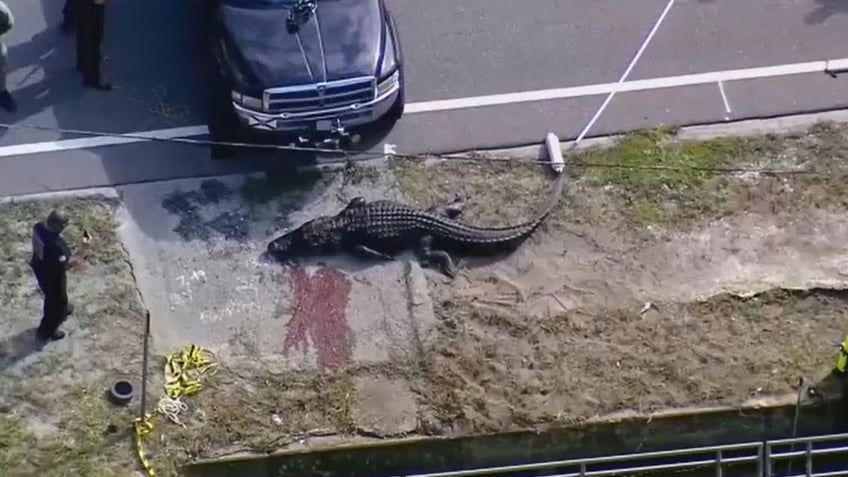 florida police identify woman killed in alligator attack as daughter describes unbearable pain report