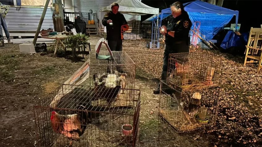 Chickens sezied