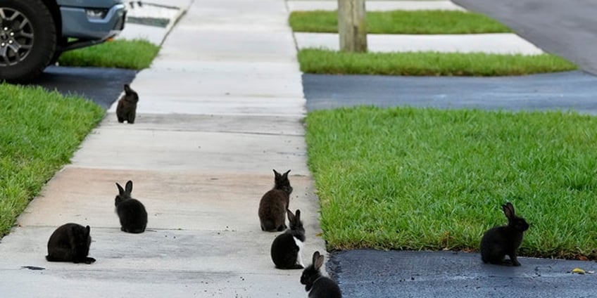 florida suburb invaded by group of domesticated rabbits residents push for relocation